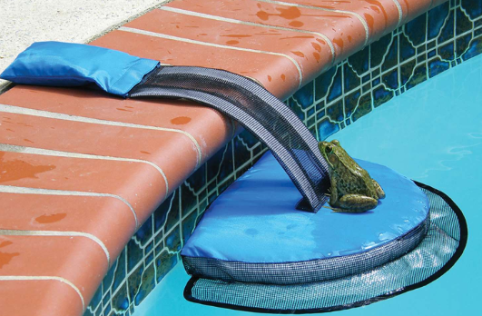 Frog Log